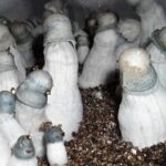 Albino-Penis-Envy-Spore-Syringe-300×263-2.jpg