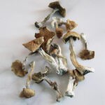 Huautla-Magic-Mushroom.jpg