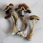Magic Mushrooms Wollongong