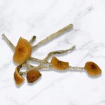 Malabar Magic Mushrooms