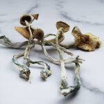 Mazatapec Magic Mushrooms