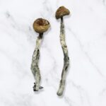 Z-Strain-Magic-Mushrooms.jpg