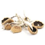 Arenal-Volcano-Mushrooms.jpg