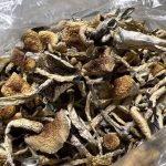 Blue Meanies Magic Mushrooms