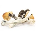 Honduras-Cubensis-Mushrooms1.jpg