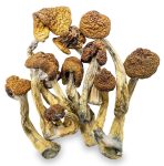 B-shrooms-0112-e1705105100535
