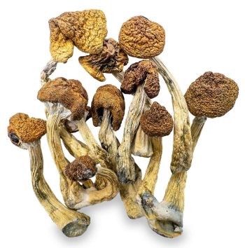 B+ shrooms