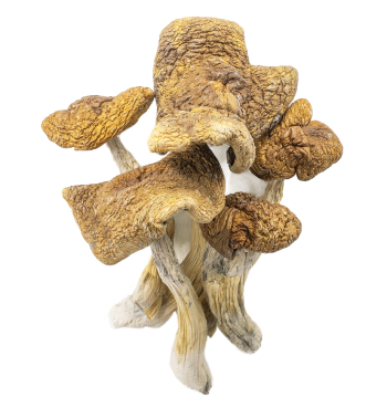Guadalajara Mexico Shrooms