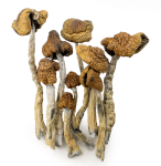 amazonian-shrooms-0319-e1742505036536