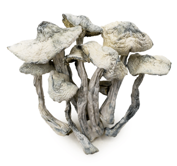 atlantic treasure coast shrooms