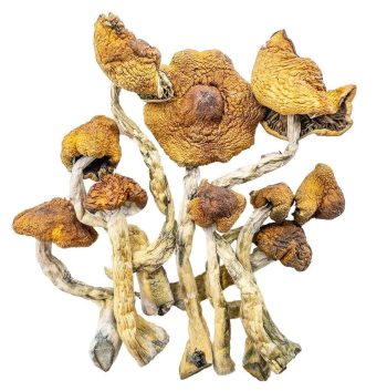 Magic Mushrooms - Cambodian Magic