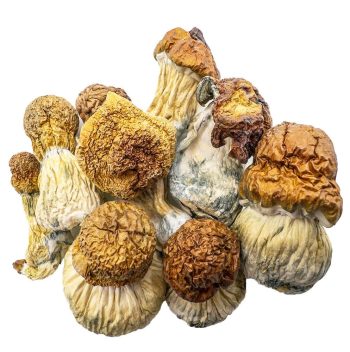 code blue shrooms