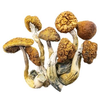 daddy long legs shrooms