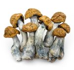 makilla-gorilla-shrooms-0128-e1769627974586
