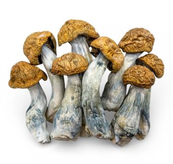 makilla gorilla shrooms