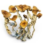 malabar-shrooms-0206-e1770407579725
