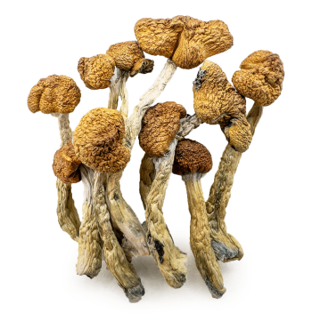 mazatapec shrooms