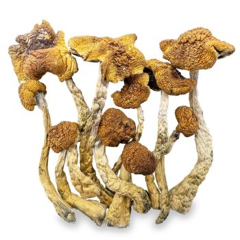 mexicana shrooms