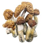 tidal-wave-shrooms-0111-e1705016869489