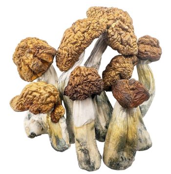 tidal wave shrooms