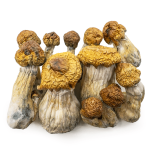 trans-envy-shrooms-0319-e1742490428294