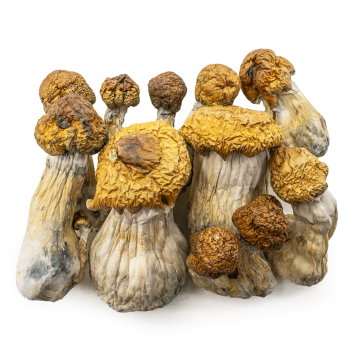 trans envy shrooms
