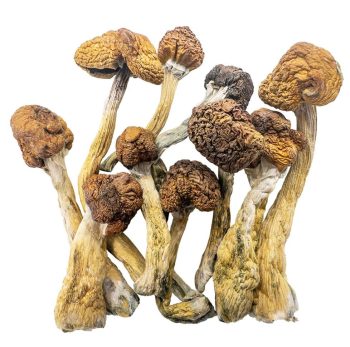 trinity shrooms